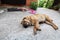 Old dog sharpei lies on the concrete floor in front of the door