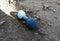 An old dog toy lies on the ground. An abandoned toy. Blue bone toy for dog. A toy for animals on the road.