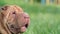 Old dog with wrinkled skin. Sharpei dog