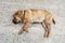 Old domestic sharpei dog is resting on the cool concrete floor