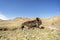 Old donkey resting in High Atlas Mountains in Morocco, Africa