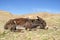 Old donkey resting in High Atlas Mountains in Morocco, Africa