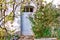 Old Door with Overgrown Rose Bush