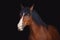 Old draft mare horse with long mane isolated on black background