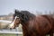 Old draft mare horse shaking head in wooden paddock in spring daytime