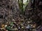 This is an old drainage ditch that dries up in the summer. And there are many dries leaves in that drain