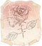 Old drawing roses on paper erased