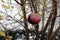 Old and dried pomegranates hang on a tree