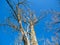 Old, dried poplar tree against perfect blue sky