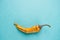 Old dried and spoiled yellow pepper on blue background, copy space, top view