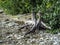 Old dried stumps on the shore of lake Uvildy