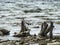 Old dried stumps on the shore of lake Uvildy