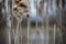 Old dried up cattails in a marsh in early spring with blurry background