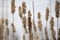 Old dried up cattails in a marsh in early spring with blurry background