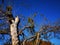 Old and dry apple trunk in autumn - mistletoe 