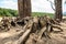 Old dry cypress roots sticking out of the ground.