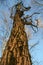 Old dry deciduous tree