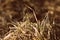 Old dry grass and sprouts new young grass in early spring close-up. Natural background retro style toned