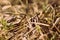 Old dry grass and sprouts new young grass in early spring close-up. Natural background retro style toned