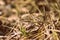 Old dry grass and sprouts new young grass in early spring close-up. Natural background retro style toned