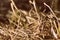 Old dry grass and sprouts new young grass in early spring close-up. Natural background retro style toned