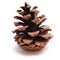 Old Dry Pinecone isolated