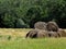 Old dry round hay bales