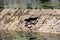 Old dry stone and rocks water dam with big hole in the middle and wild ducks or mallards calmly sitting on top