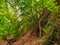 Old dry tree hanging on the side of a forest ravine with a creek