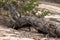 An old dry tree lies on the sand. Beautiful texture.