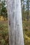 old dry tree trunk log in forest