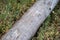 old dry tree trunk log in forest