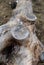 Old dry trunk of a fallen tree