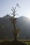 Old dry wood silhouette in the sunlight, Mountain landscape, Pokhara, Nepal.