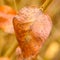 Old dryed leaf on branch in early spring