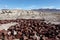 Old dumping area, Dublin Gulch, Shoshone, California