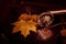 Old dusty gramophone playing a vinyl record at autumn time