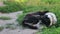 An old dying dog on chain in the yard lies curled up on the ground