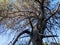 Old dying pine tree in the spanish forest.Damaged by processionary caterpillars