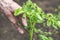 Old elderly man hand taking care of potato bush. Gardening concept