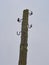 The old electric wooden pole with broken wires and moss