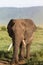 A old elephant with a broken tusk. NgoroNgoro, Tanzania