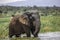 Old Elephant Bull in Akagera National Park