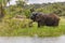 Old Elephant Bull munching shoreline grass