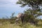 Old elephant resting in the shade of a large tree in the Etosh