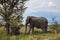 Old elephant resting in the shade of a large tree in the Etosh