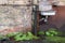 Old enamel sink with fern