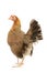 Old English Bantam Chicken