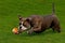 Old English Bulldog attacks a ball