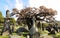 Old, english cemetery with flowering tree.